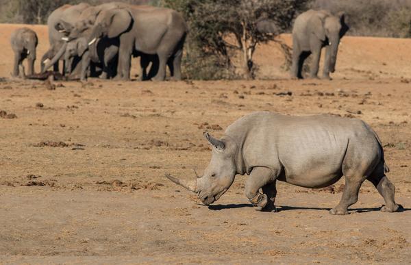 Tau Game Lodge Заповедник Мадикве Экстерьер фото